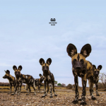 Balthazar - Fever - 9991