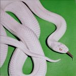 Deftones - Private Music - 13498